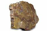 Polished Petrified Wood (Araucarioxylon) - Arizona #305316-2